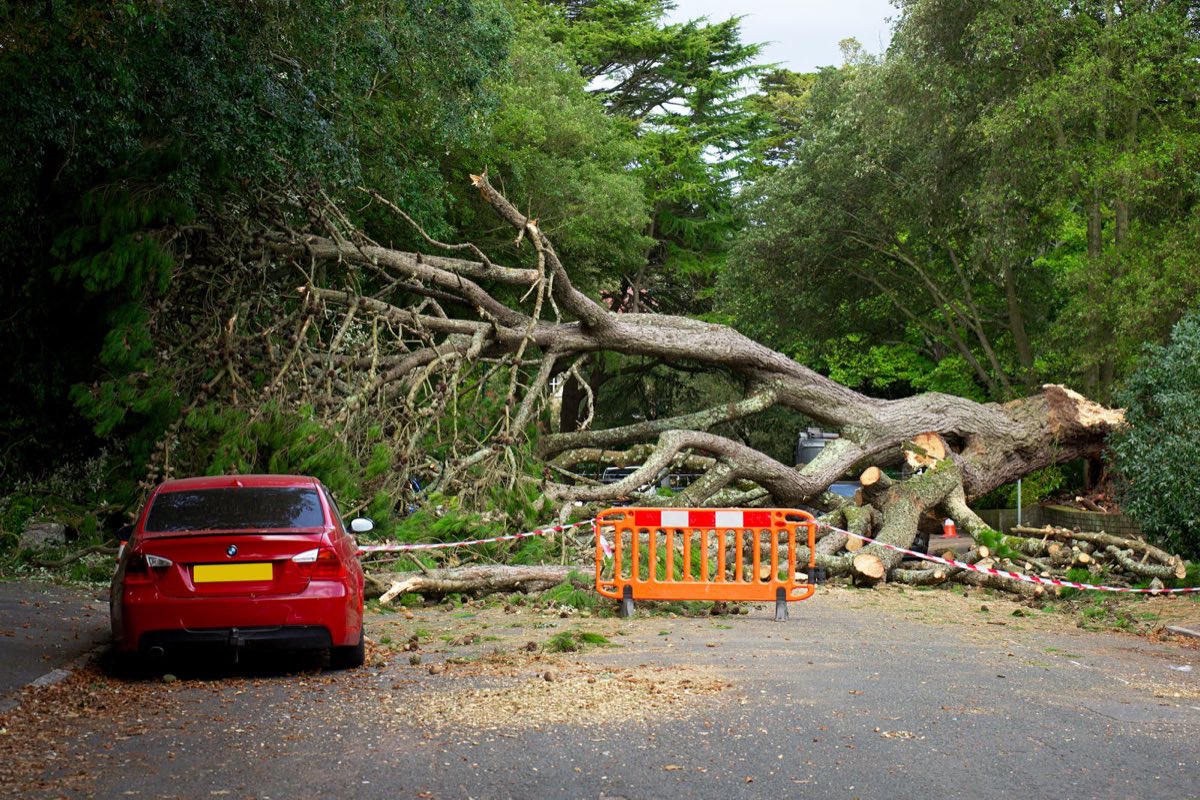 A large tree fallen across a road after a storm, with a safety barrier in front
