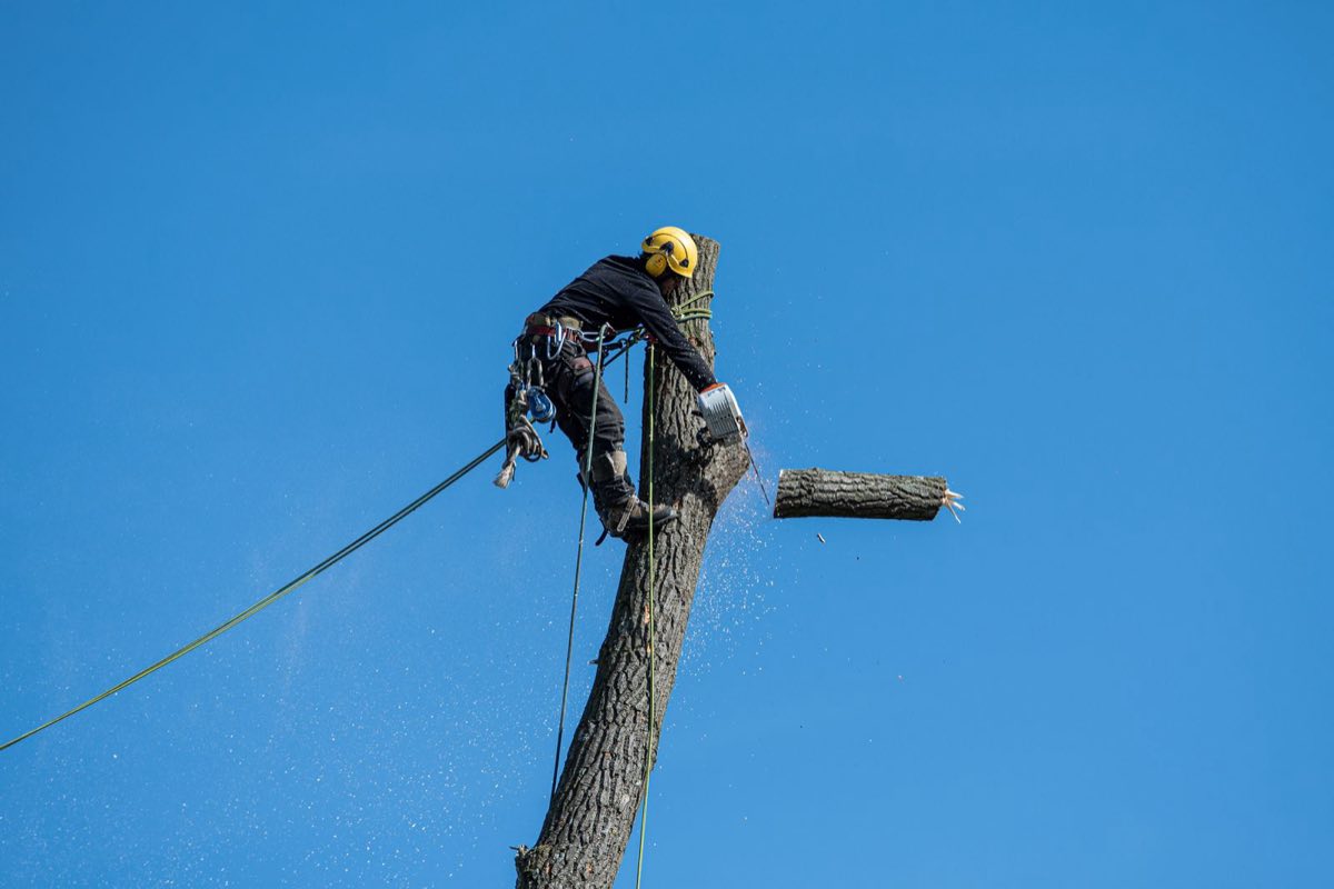 A tree surgeon in a helmet and harness, roped into a tree and cutting a section of the trunk