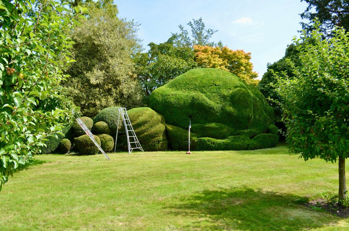 Large clipped hedges in an English garden with tripod ladders ready for trimming