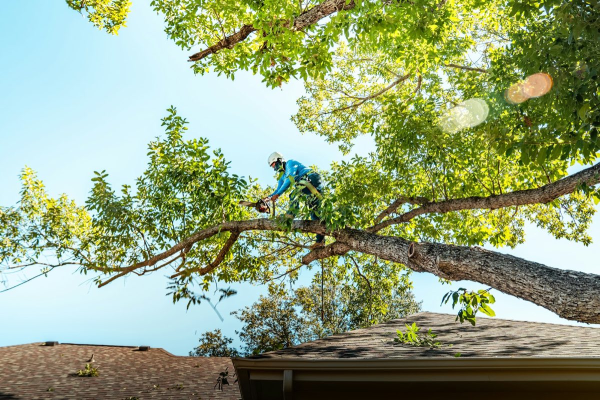 A climber in a helmet pruning a branch high in a tree above a house roof